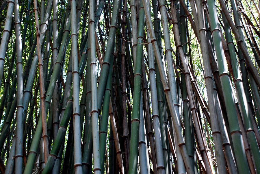 Bamboo Forest #1 Photograph by Kenny Glover