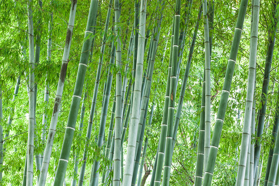 Bamboo forest #1 Photograph by Xvision