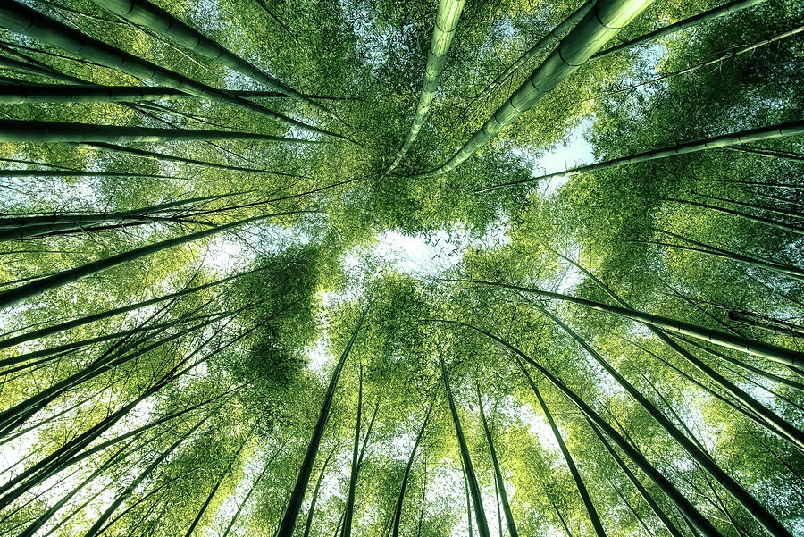 Bamboo Grove Photograph