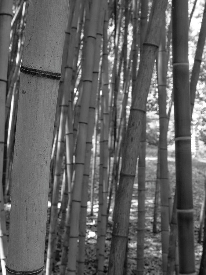 Abstract Photograph - Bamboo in Black and White 2 by Katlyn Reynolds