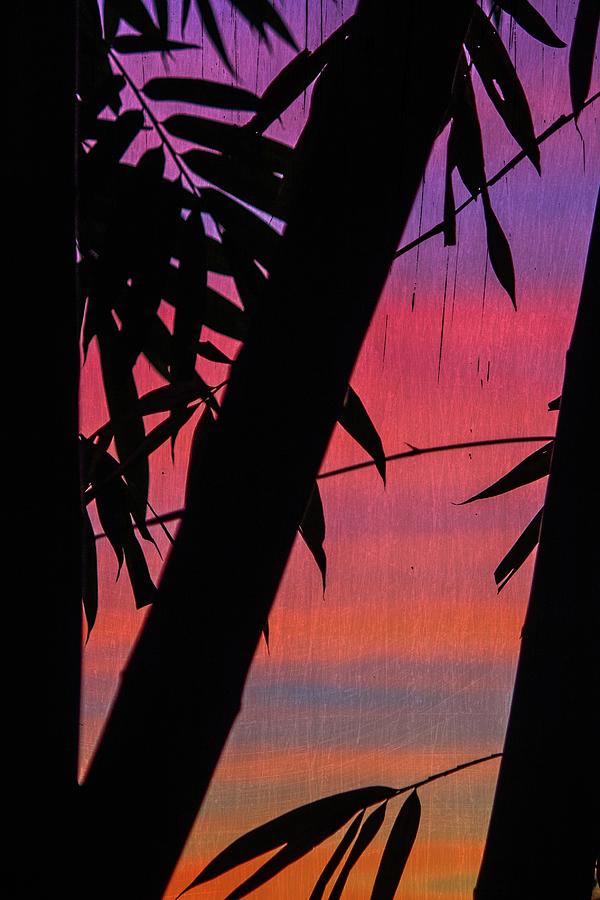 Bamboo silhouette #1 Photograph by Jason KS Leung
