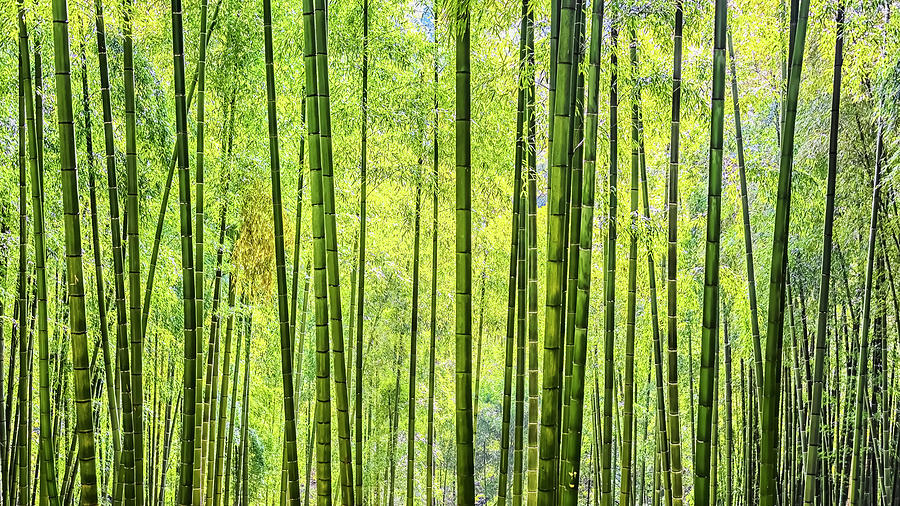 Bamboo Wall Photograph