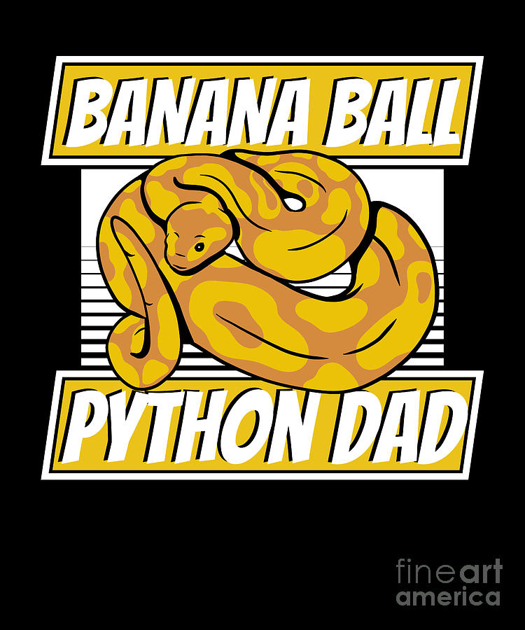 Banana Ball Python Dad Pythonidae Breeder Banana Ball Python Digital