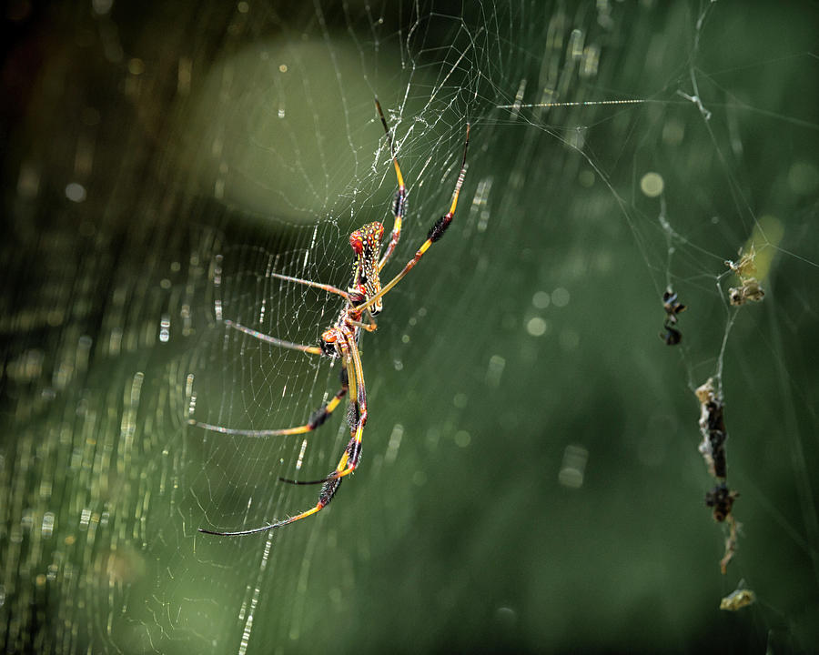 Banana Spider #1 Photograph by Travis Rogers