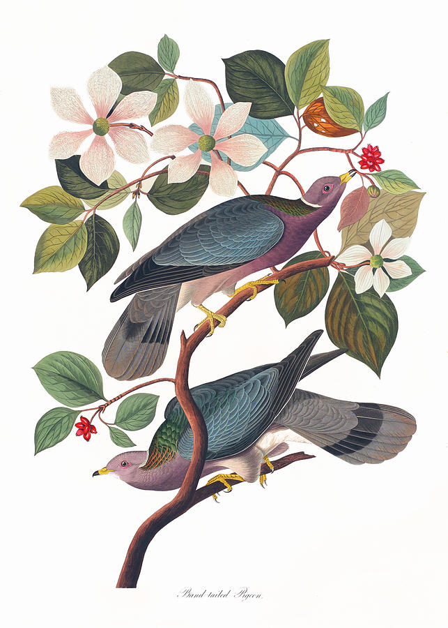 Band-tailed Pigeon Drawing