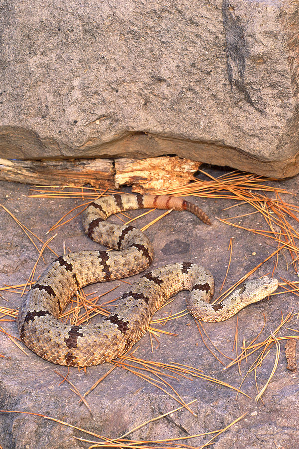 Banded Rock Rattlesnake #1 Photograph By Michael Redmer - Fine Art America