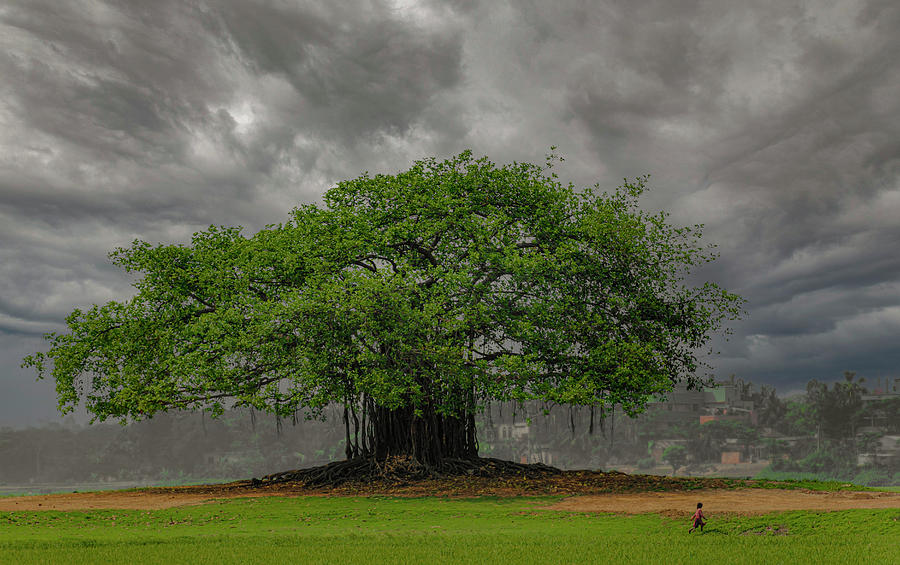 Banyan Tree Photograph by Badal Chandra Sarker - Fine Art America