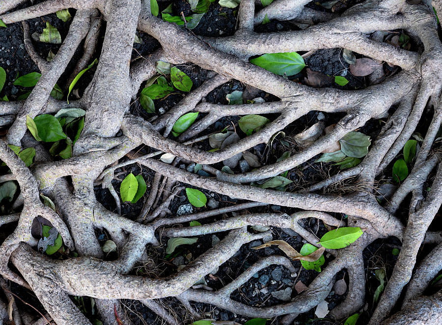 Bare Roots - West Hollywood, California USA - Photograph by Edward Shotwell Bare Roots - West Hollywood, California USA - Photograph by Edward Shotwell