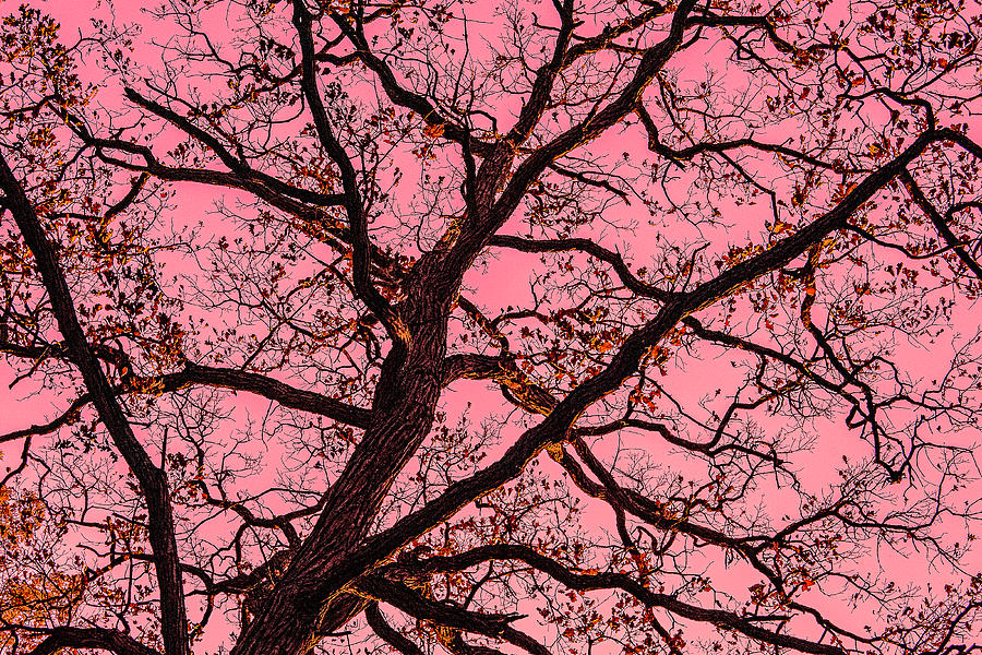 Bare Tree in Zion, Illinois #1 Photograph by David Morehead