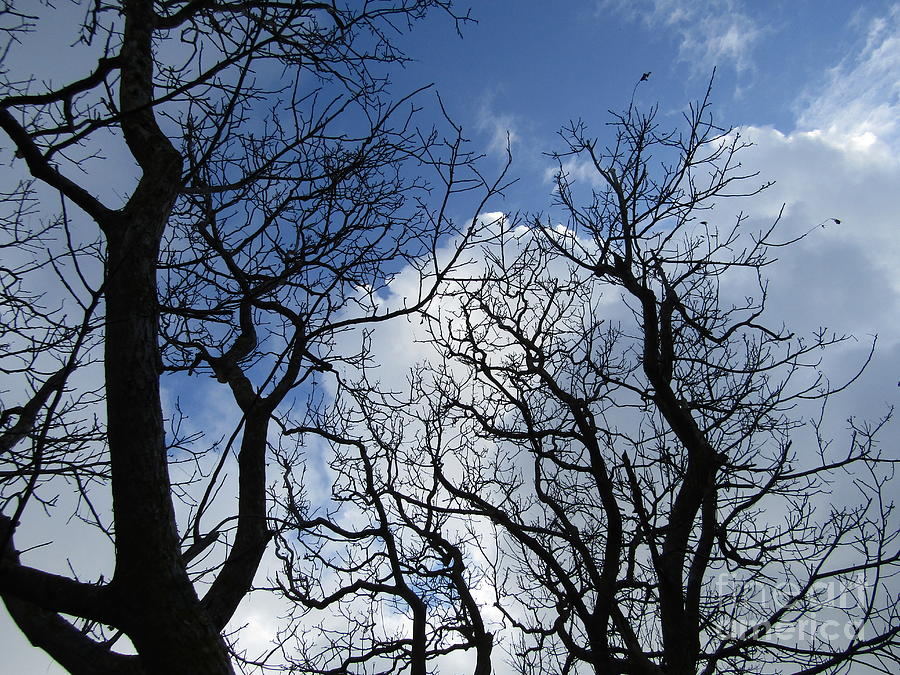 Bare trees in winter Photograph by Ugo Matone - Fine Art America