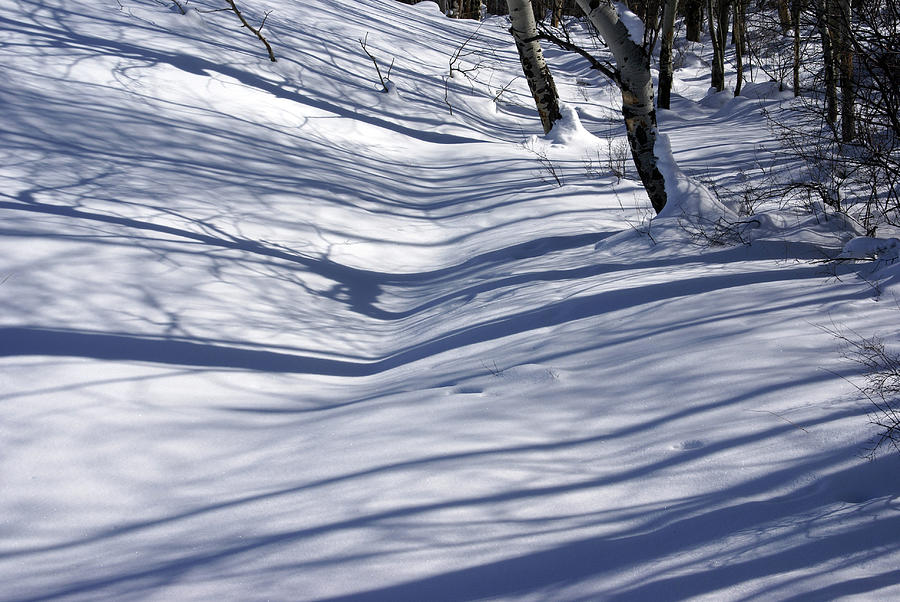 Bare white aspens and shadows  #1 Photograph by Steve Estvanik