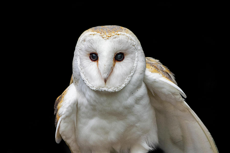 Barn Owl #2 Photograph by Angela Carrion Photography