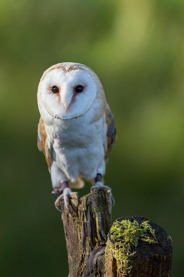 Owl Photograph - Barn Owl #2 by Anita Nicholson