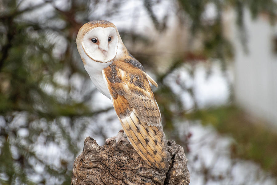 Barn Owl Photograph by Constance Puttkemery