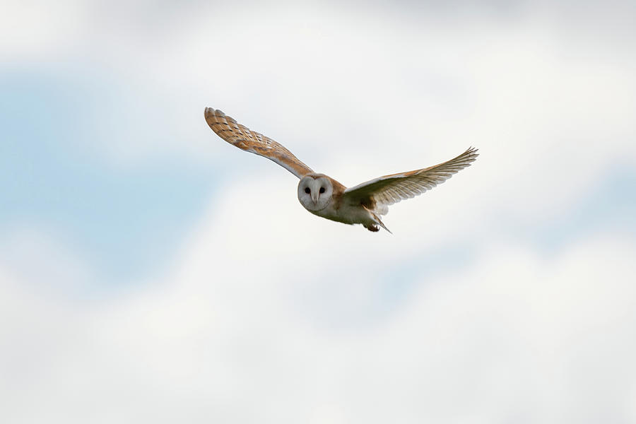 Barn Owl Flypast #1 Photograph by Mark Hunter