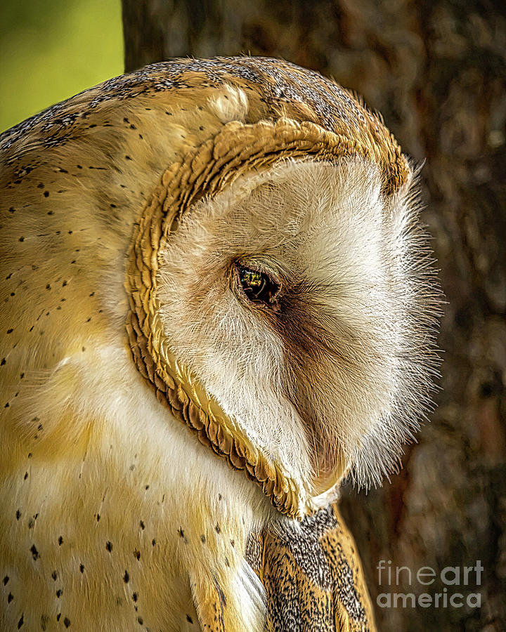 Barn Owl #1 Pyrography by Joseph Miko