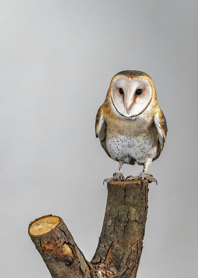 Barn Owl #1 Photograph by Laura Hedien