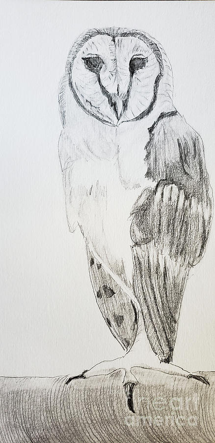 Barn Owl #1 Drawing by Mary Capriole
