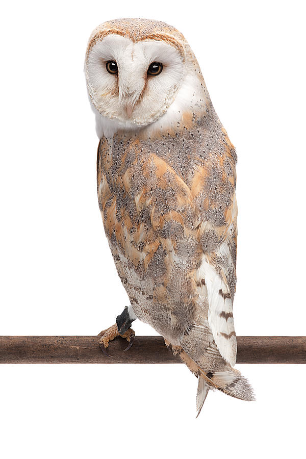 Barn Owl #1 Photograph by MediaProduction