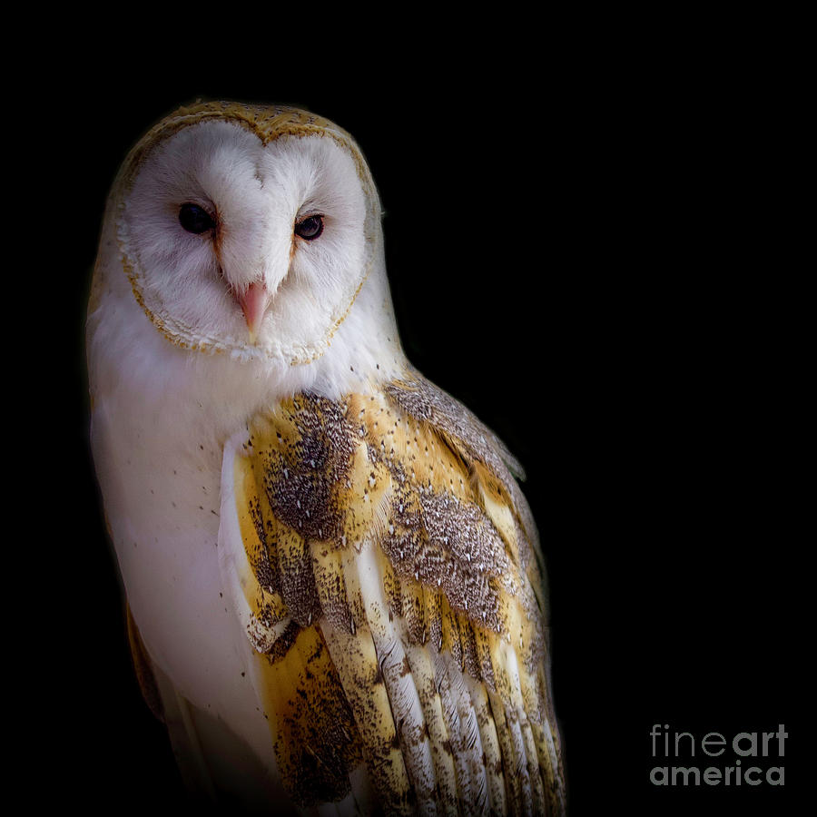 Barn Owl Photograph by Shirley Dutchkowski