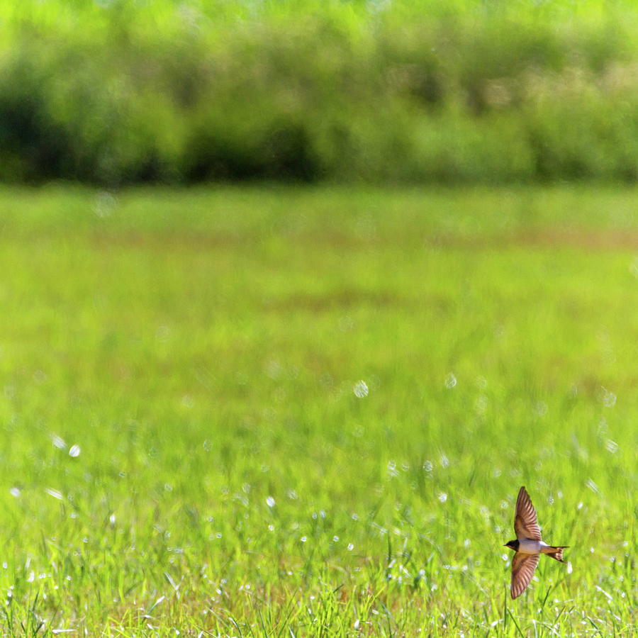 Barn swallow bird flying upon a meadow #1 Photograph by Elenarts - Elena Duvernay photo