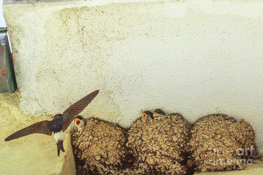 Barn Swallow Feeding Chicks #1 Photograph by Benny Marty