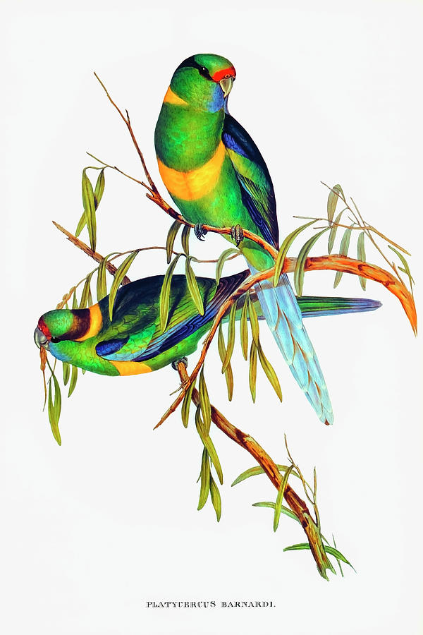Parakeet Drawing - Barnards Parakeet  #1 by Elizabeth Gould