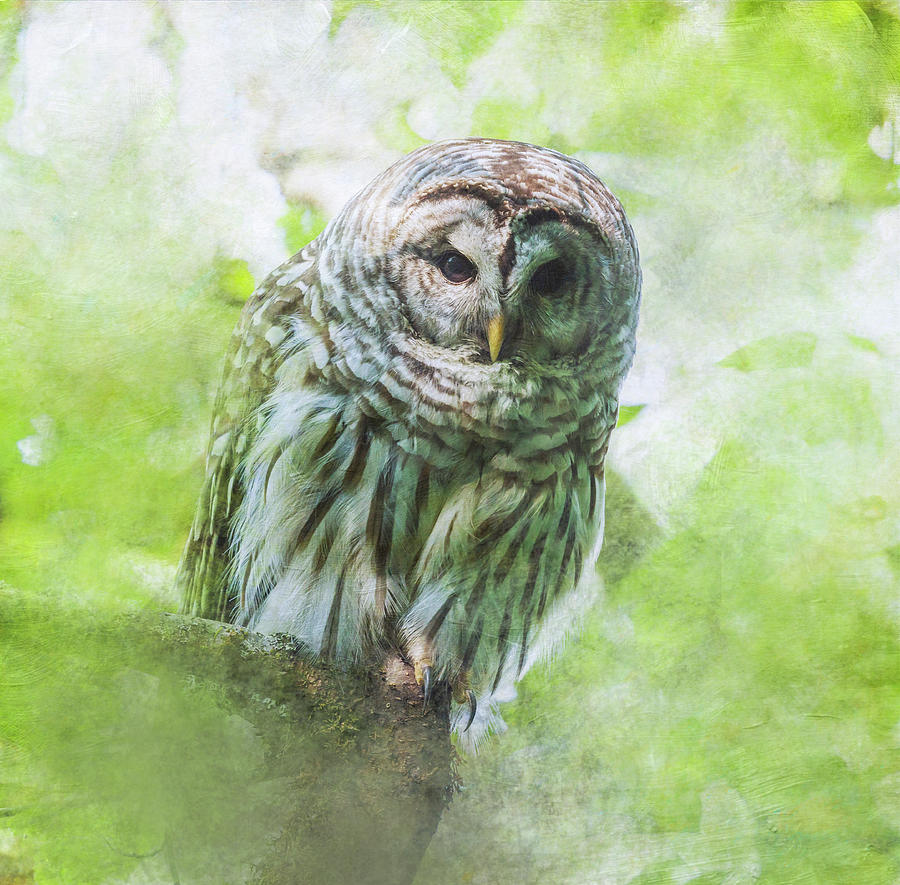 Barred Owl #1 Photograph by Angie Vogel