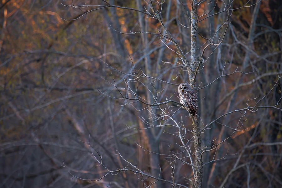 Barred Owl at Dusk #1 Photograph by Brook Burling