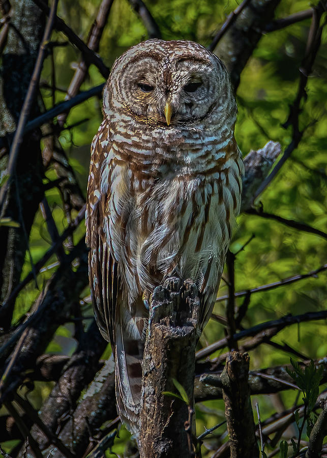 Barred Owl #1 Photograph by Brian Shoemaker