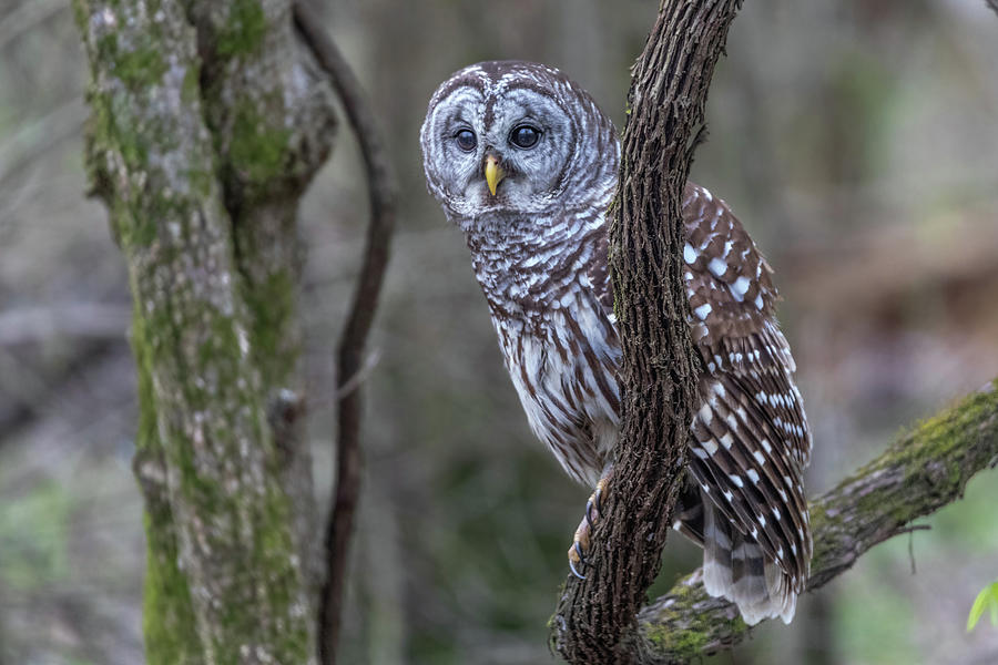 Barred Owl #1 Photograph by Clay Guthrie