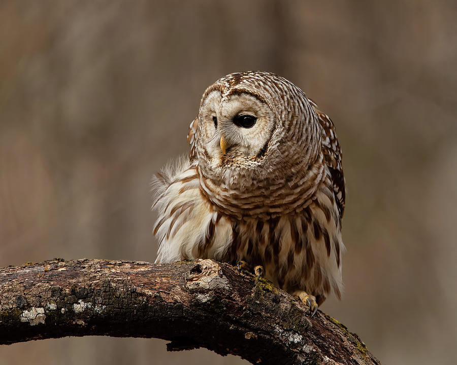 Barred Owl #1 Photograph by CR Courson