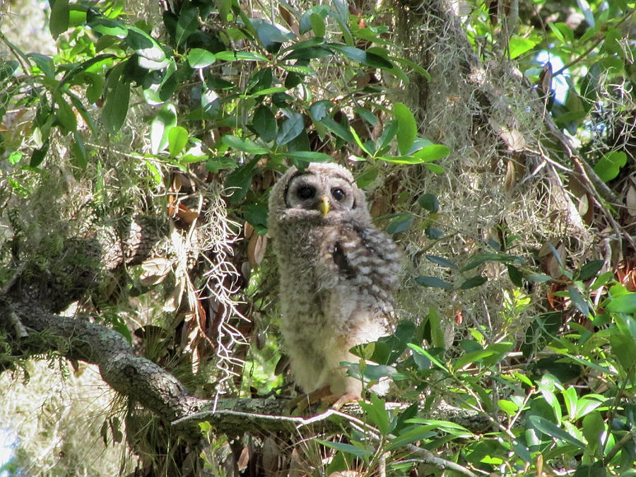  Barred Owl Fledgling  #1 Photograph by Christopher Mercer