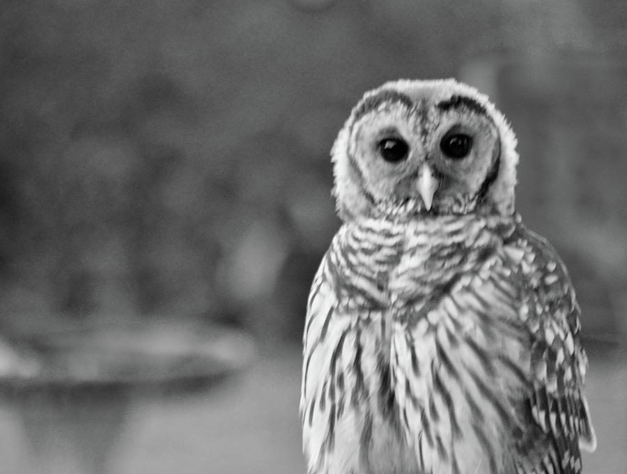 Barred Owl in Black and White #1 Photograph by Warren Thompson