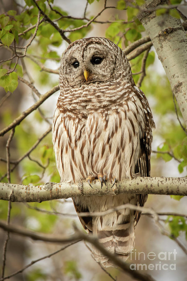 Barred Owl Photograph - Barred Owl by Jennylynn Fields