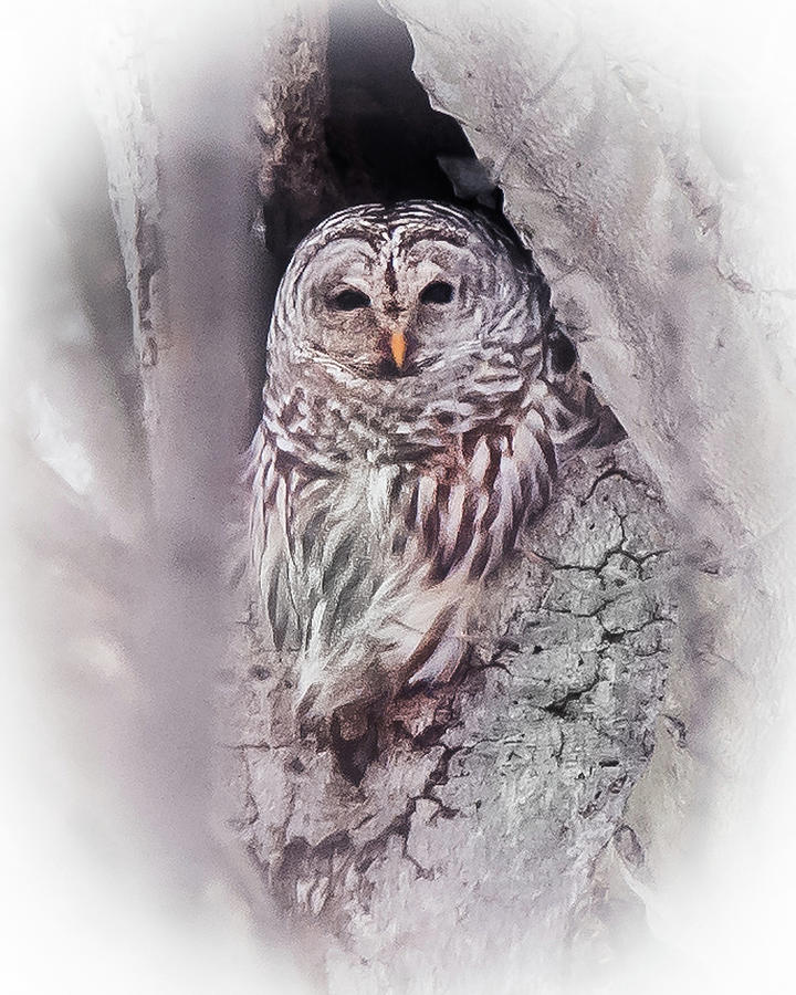 Barred Owl #1 Photograph by Joe Granita