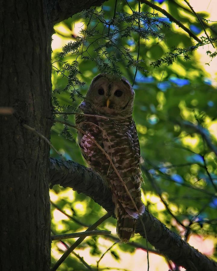 Owl Photograph - Barred Owl by Matthew Adelman