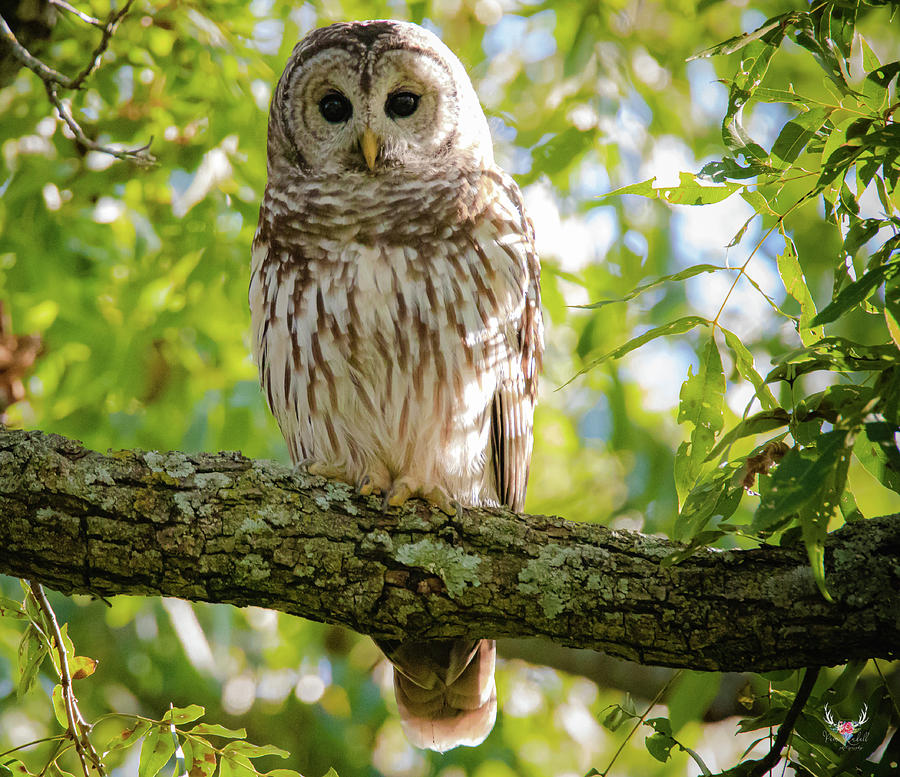 Barred Owl #2 Photograph by Pam Rendall