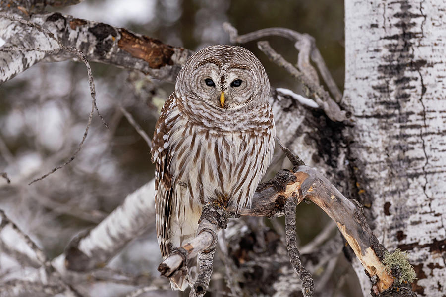 Barred Owl #1 Photograph by Paul Schultz