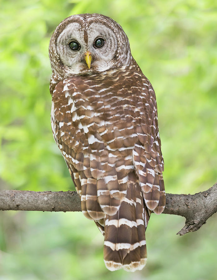 Portrait of a Male Barred owl Photograph by Puttaswamy Ravishankar ...