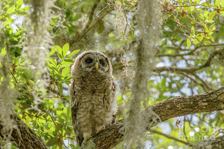 Barred Owl Sarasota Florida #1 Photograph by Ben Graham