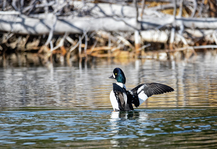 Barrows Goldeneye by Michael Chatt Barrows Goldeneye by Michael Chatt