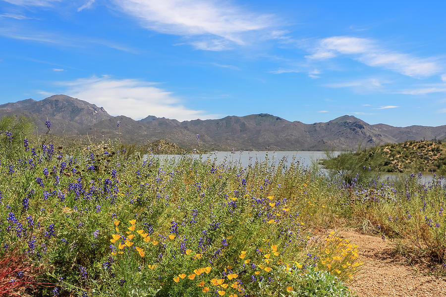 Bartlett Lake and Wildflowers Photograph by Dawn Richards Pixels