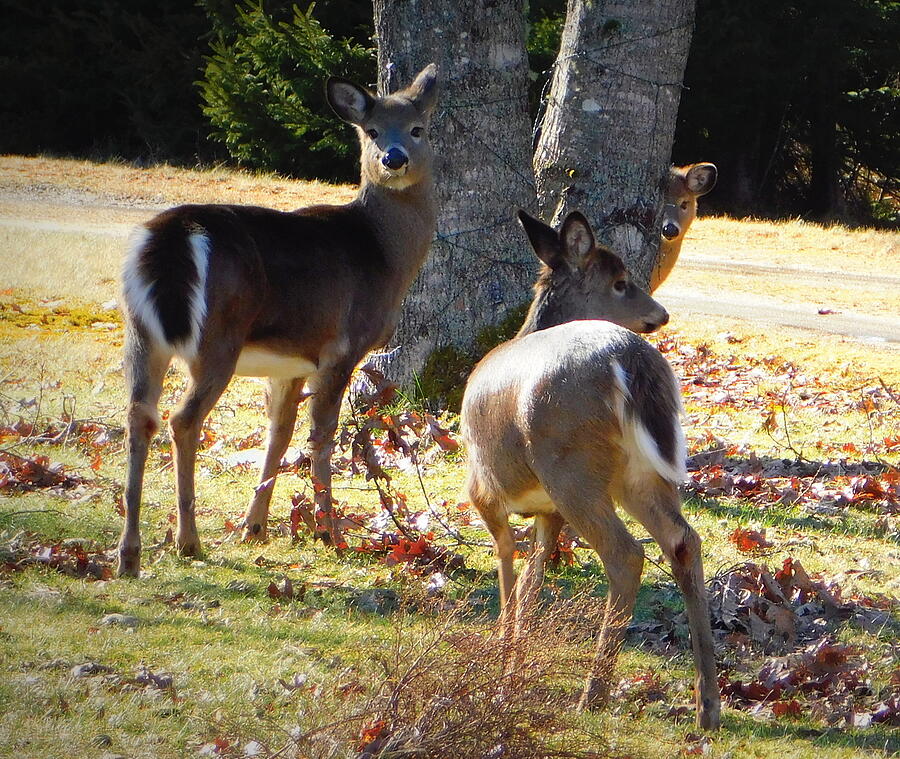 Deer Photograph - Bashful by Karen Cook