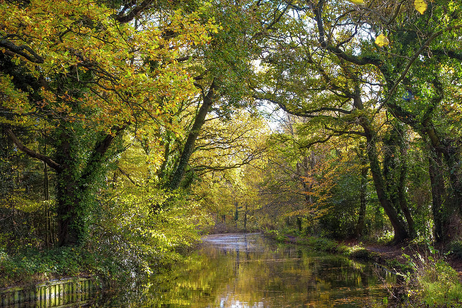 Fall Photograph - Basingstoke Canal Autumn #1 by Philip Enticknap