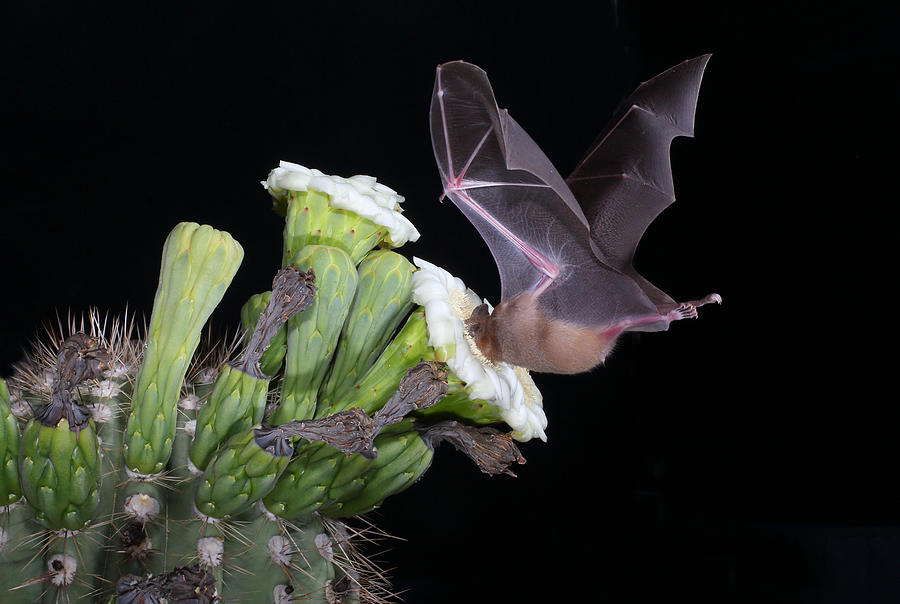 Bat drinking flower nectar #1 Photograph by Johner Images