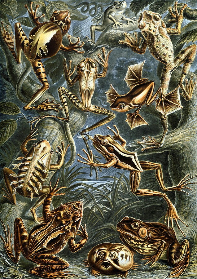 Batrachia By Ernst Haeckel Drawing
