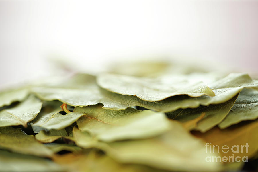 Tree Photograph - Bay Leaves cooking herbs and spices macro closeup, selective focus. #1 by Milleflore Images
