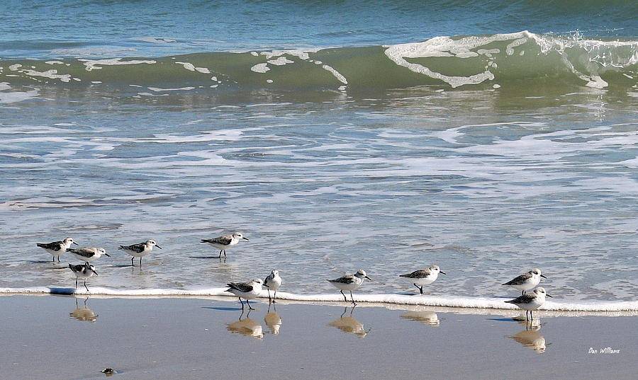 Beach Birds #1 Photograph by Dan Williams