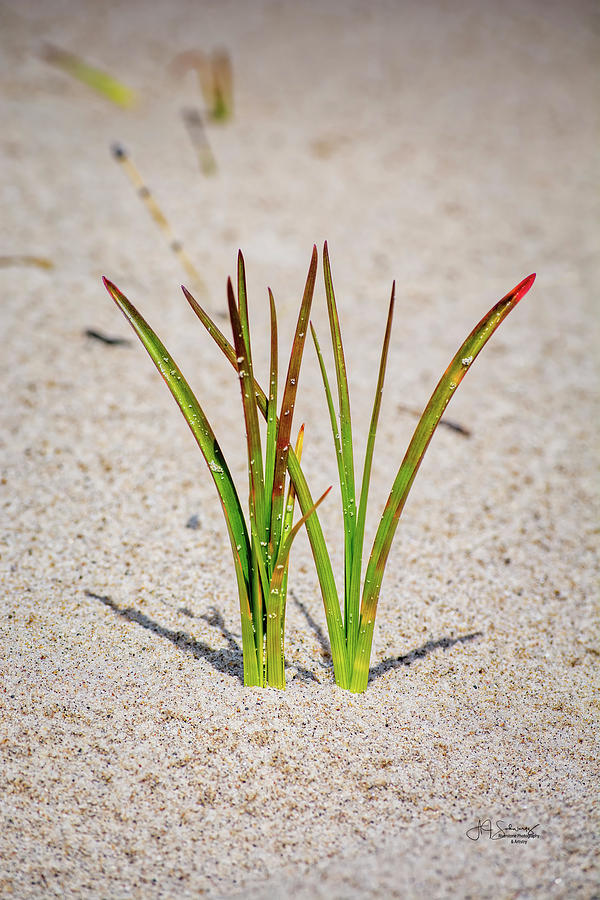 Beach Grass #1 Photograph by Allyson Schwartz